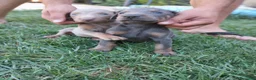 Dobermann perros en venta: Dóberman  - Anuncio 2
