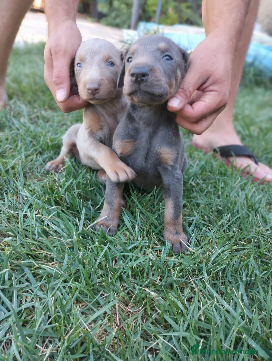 Dobermann perros en venta: Dóberman  - Anuncio 2