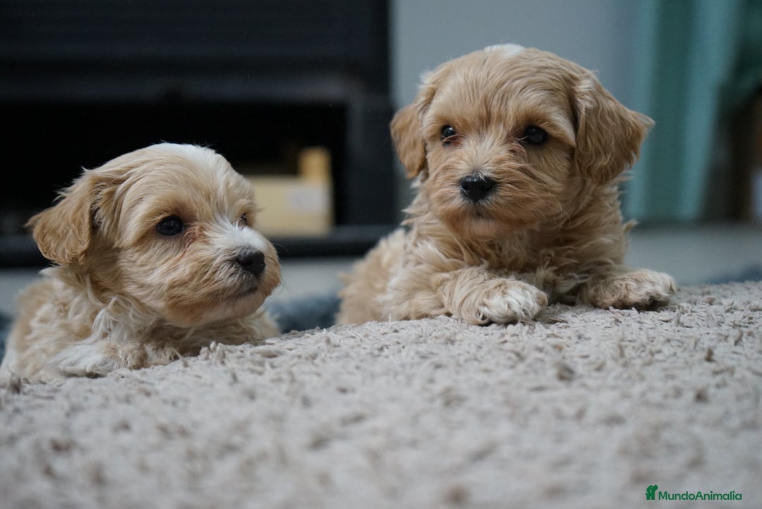 Maltipoo perros en venta: 🐾 Kepy & Harry – Maltipoo crema suave 🌾✨ - Anuncio 6
