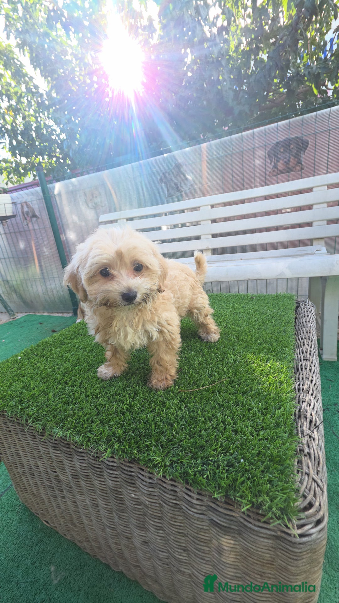 Maltipoo perros en venta: Maltipoo macho apricot  - Imagen 3
