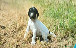 Braco Alemán de Pelo Corto perros en venta: Bracos Alemanes  - Imagen 7