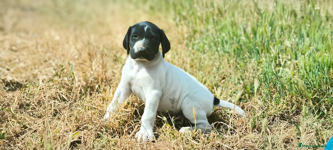 Braco Alemán de Pelo Corto perros en venta: Bracos Alemanes  - Imagen 7