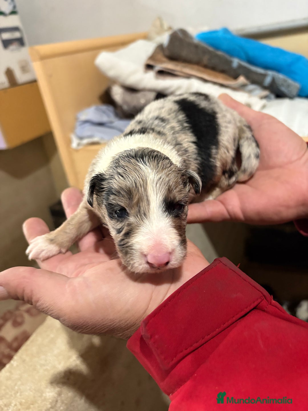 Border Collie perros en venta: Cachorros border collie machos y hembras varios  - Anuncio 12