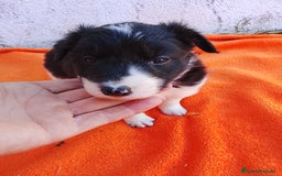 Border Collie perros en venta: Border collie  - Imagen 4
