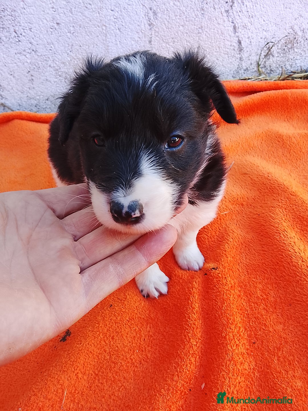 Border Collie perros en venta: Border collie  - Imagen 4