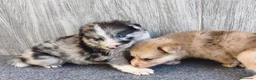 Raza Mixta perros en venta: BORDERPOM (BORDER COLLIE + POMERANIA) MACHOS - Anuncio 9
