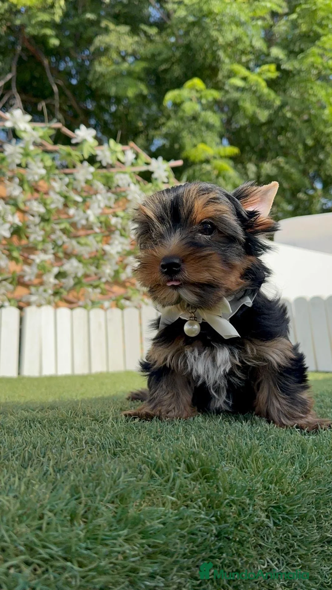 Yorkshire Terrier perros en venta: YORKSHIRE TERRIER - Anuncio 16