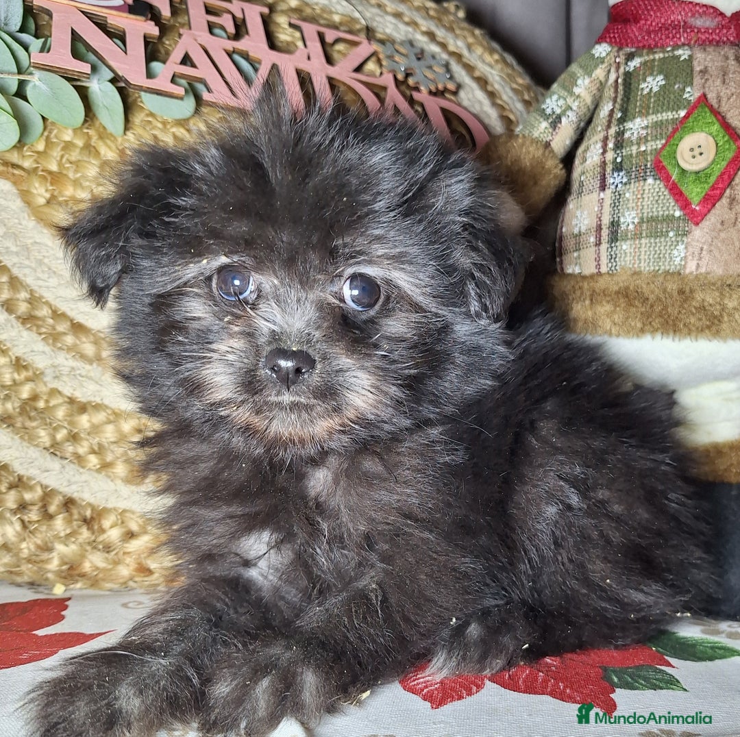Raza Mixta perros en venta: MALTIPOO  - Anuncio 3