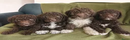 Perro de Agua Español perros en venta: PERRO DE AGUA PUPPY  - Anuncio 1