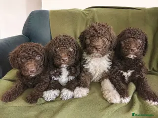 Perro de Agua Español perros PERRO DE AGUA PUPPY - Anuncio 2