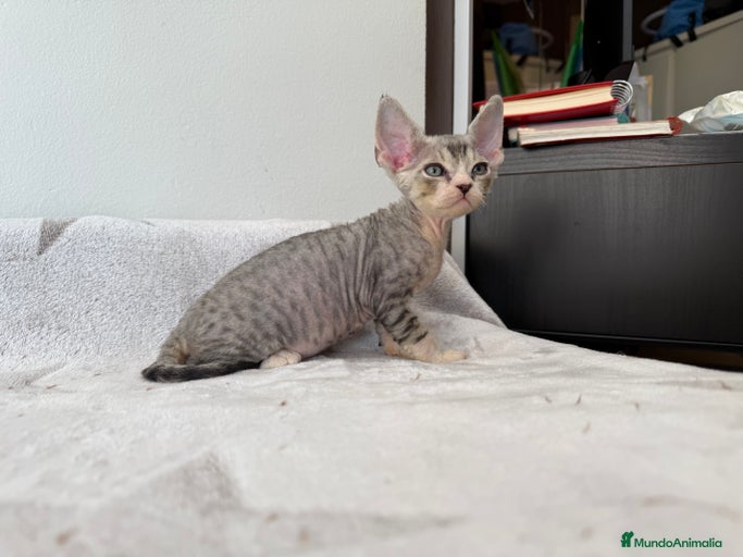 Imagen de galería {{count}}