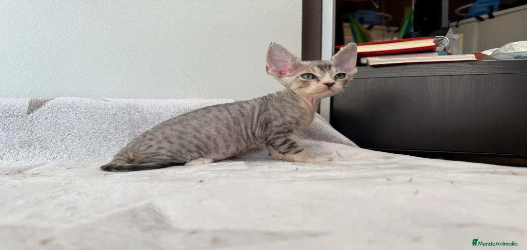 Imagen de galería {{count}}