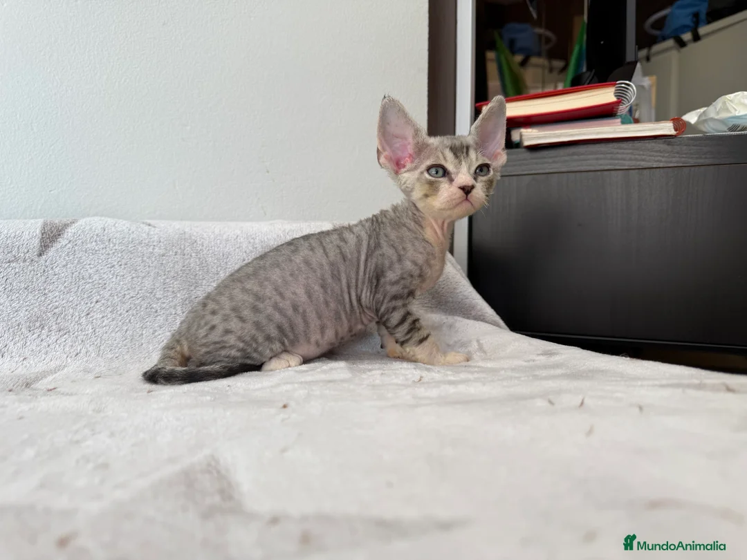 Imagen de galería {{count}}