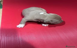 American Pit Bull Terrier perros en venta: camada American Pitbull Terrier  - Imagen 9