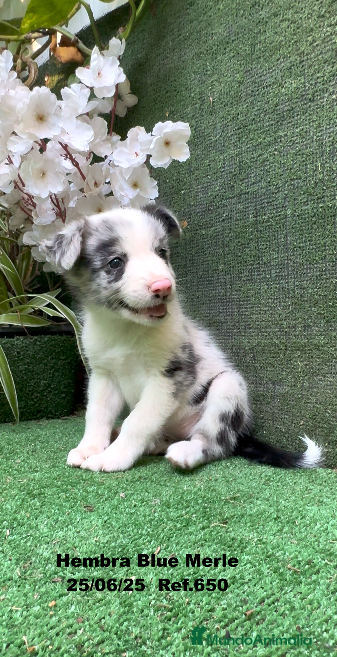 Border Collie perros en venta: BORDER COLLIE hembras Blue Merle - Imagen 14