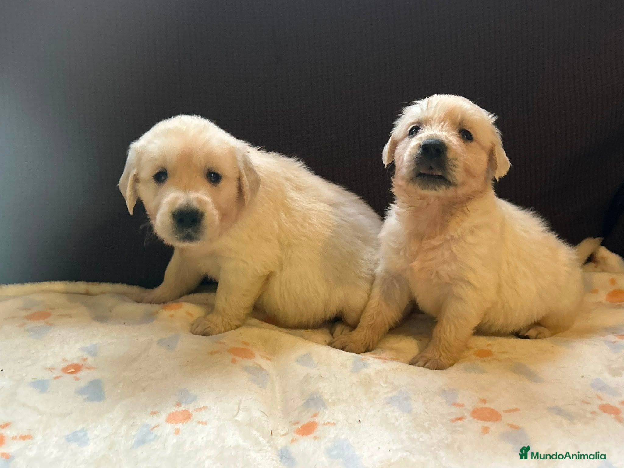Golden Retriever perros GOLDEN RETRIEVER HEMBRAS EXCLUSIVAS  - Anuncio 1