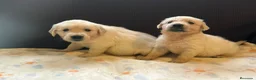 Golden Retriever perros en venta: GOLDEN RETRIEVER HEMBRAS EXCLUSIVAS  - Anuncio 1