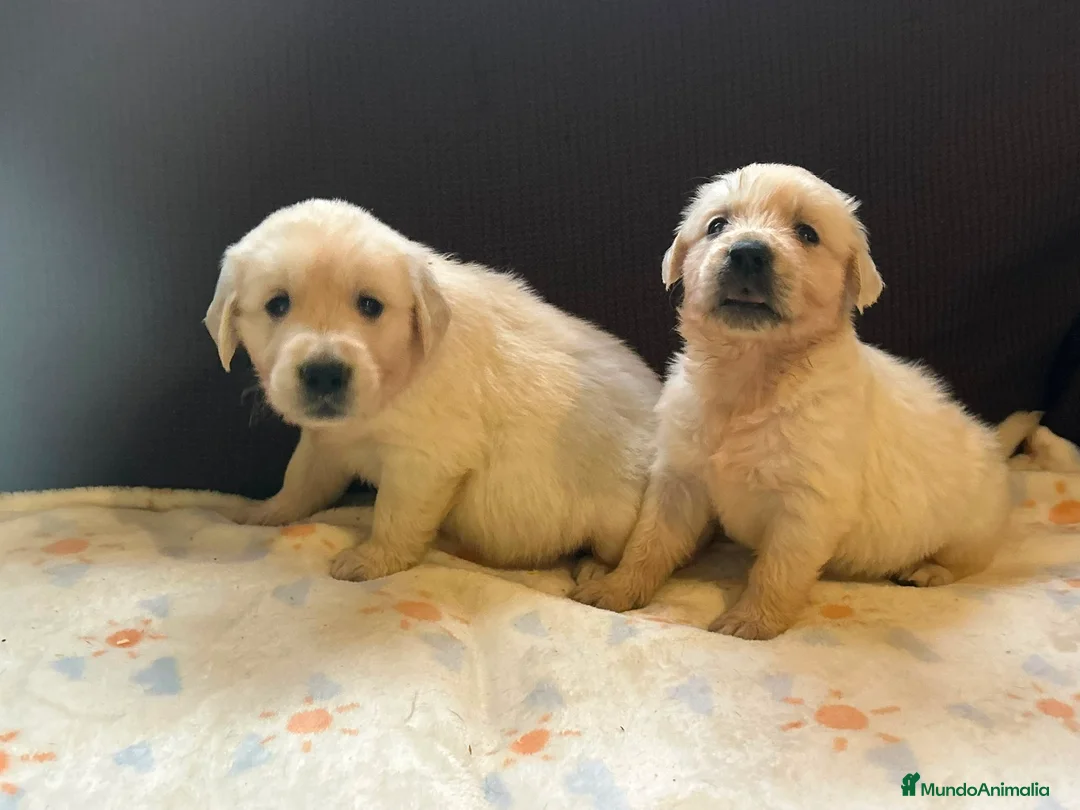 Golden Retriever perros en venta: GOLDEN RETRIEVER HEMBRAS EXCLUSIVAS  - Anuncio 1