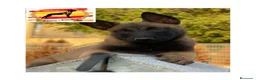 Pastor Belga Malinois perros en venta: Camada Malinois  - Anuncio 2