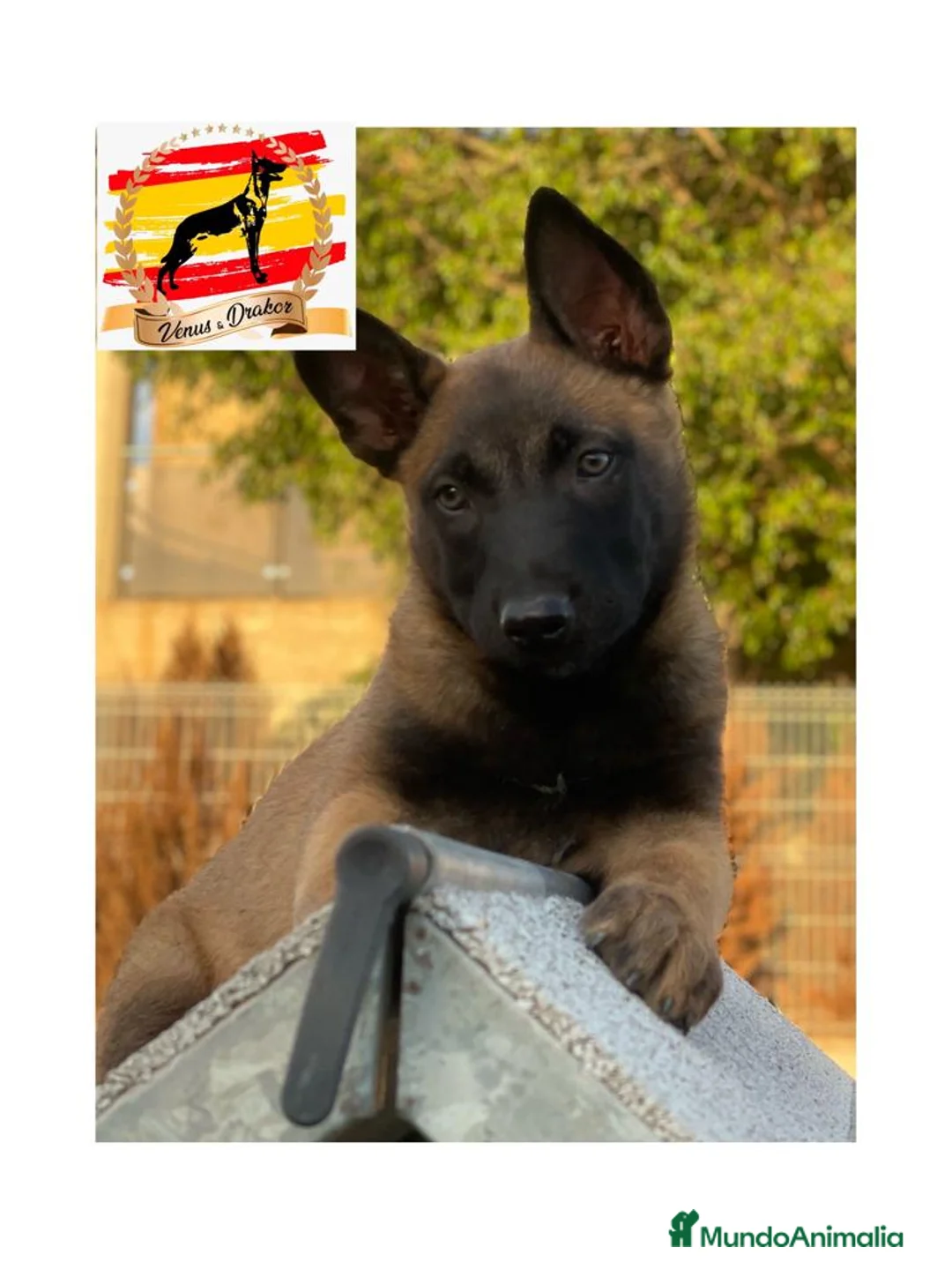 Pastor Belga Malinois perros en venta: Camada Malinois  - Anuncio 2