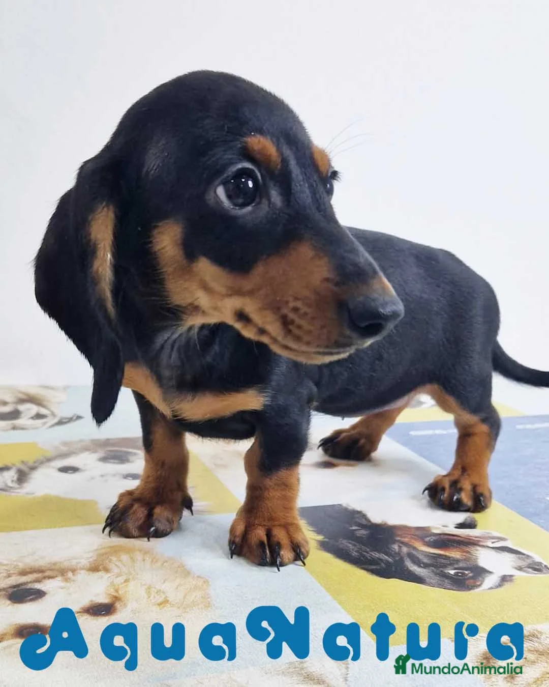 Teckel perros en venta: Teckel Hembra 0052 - AQUANATURA en Barcelona - Anuncio 6