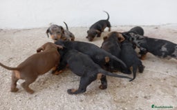 Teckel perros en venta: Teckel kanichen  - Imagen 3