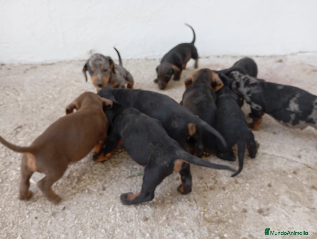 Teckel perros en venta: Teckel kanichen  - Imagen 3