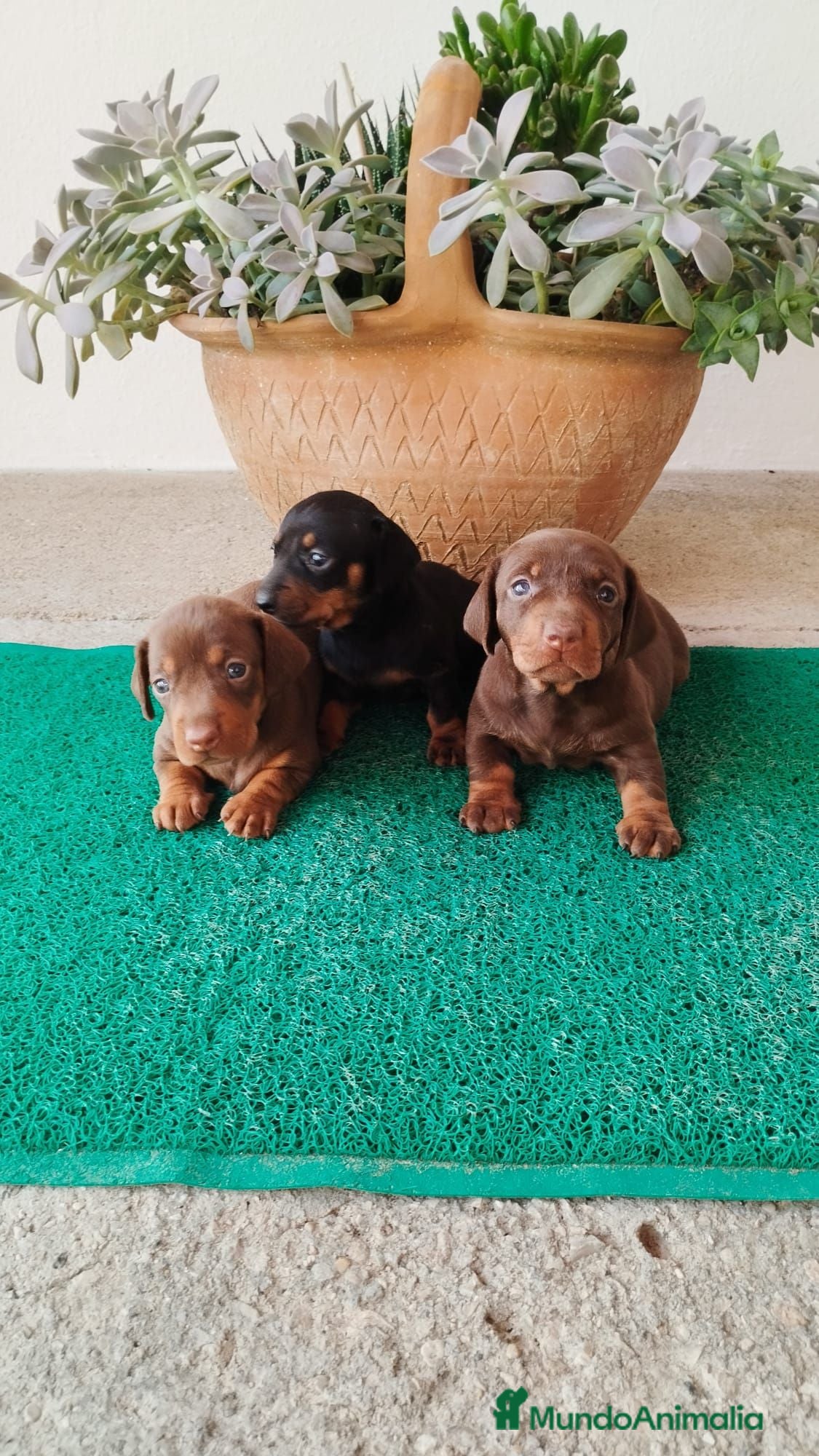Teckel Miniatura perros Teckel kanichen  - Anuncio 1