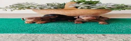 Teckel Miniatura perros en venta: Teckel kanichen  - Anuncio 1