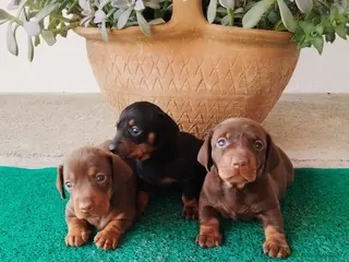 Teckel Miniatura perros Teckel kanichen - Anuncio 1