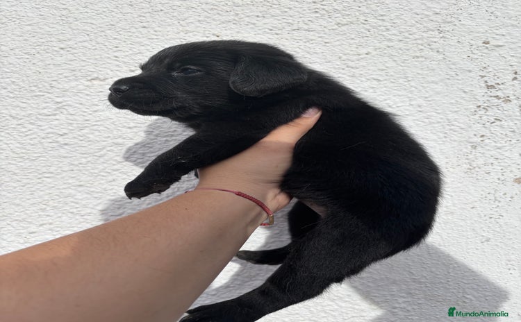 Labrador Retriever perros - Anuncio 2
