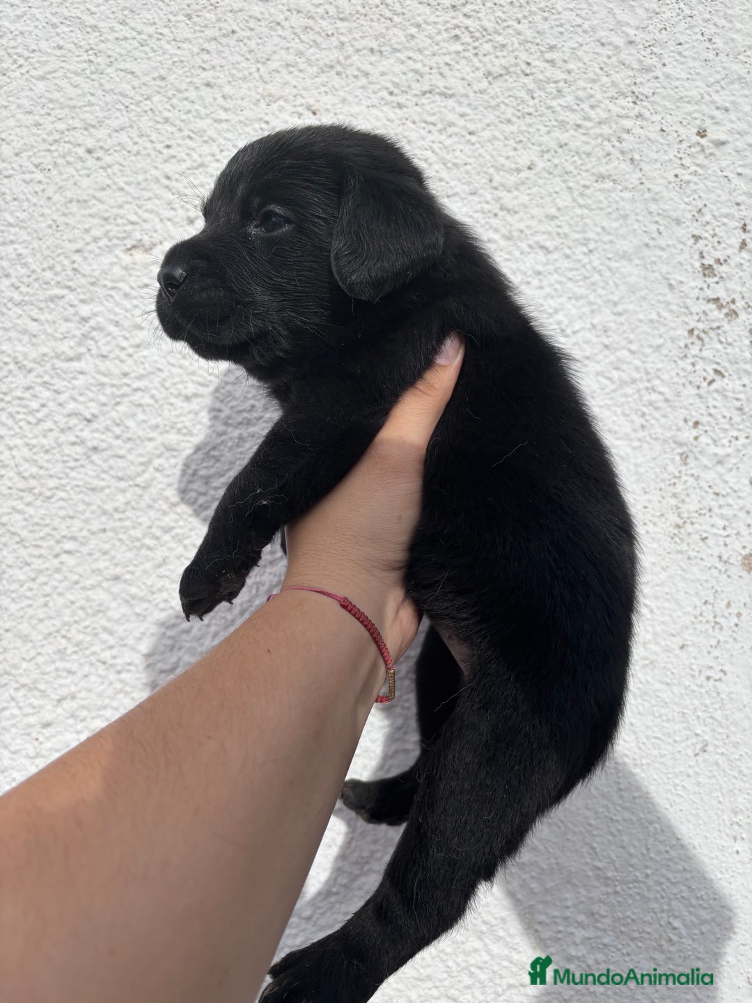Labrador Retriever perros en venta: Hembras labrador RETRIEVER  - Imagen 1