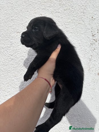 Labrador Retriever perros - Anuncio 1