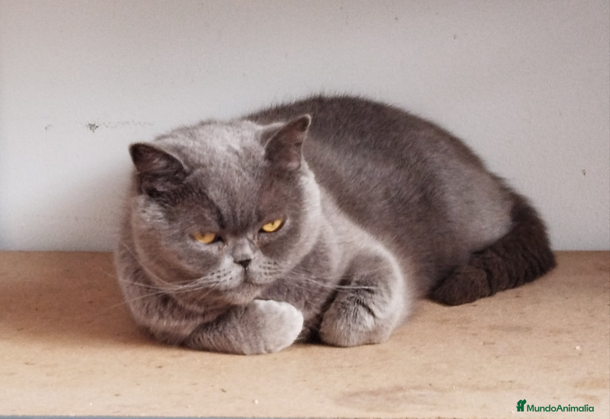 Británico de Pelo Corto gatos British Shorthair muy tipada  - Anuncio 1
