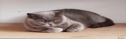Británico de Pelo Corto gatos en venta: British Shorthair muy tipada  - Anuncio 1