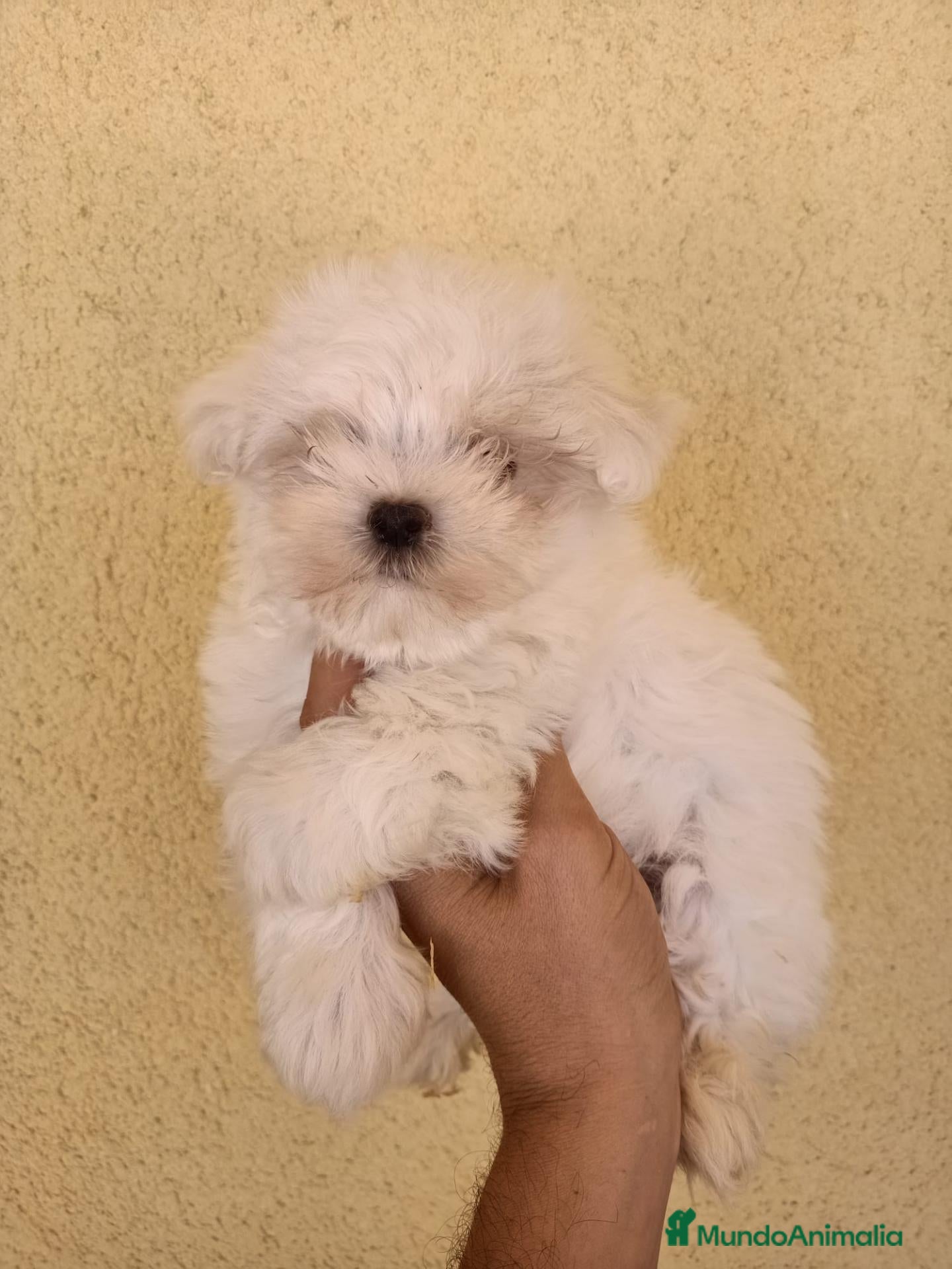 Bichón Maltés perros Preciosos machitos de Bichón Maltés - Anuncio 1