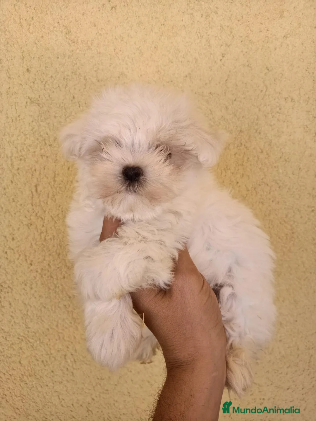 Bichón Maltés perros en venta: Preciosos machitos de Bichón Maltés - Anuncio 1