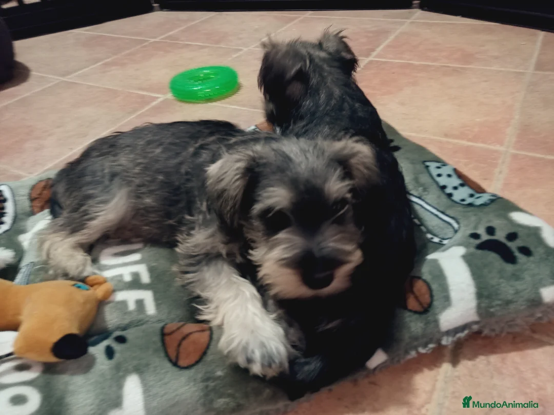 Schnauzer Miniatura perros en venta: Schnauzer Mini  en Almería - Anuncio 4