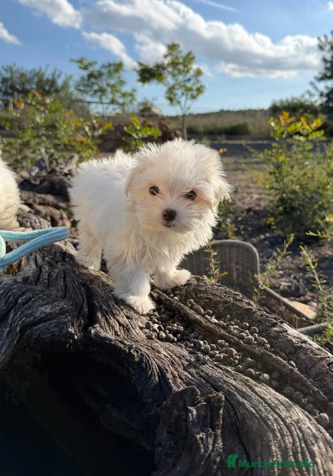 Bichón Maltés perros en venta: BICHÓN MALTÉS - HEMBRAS DISPONIBLES ✅ - Anuncio 3