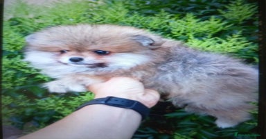 Pomerania perros - Propaganda 1