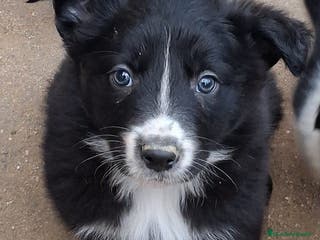 Border Collie perros Boder collie Getafe - Anuncio 2