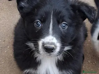 Border Collie perros Boder collie Getafe - Anuncio 28