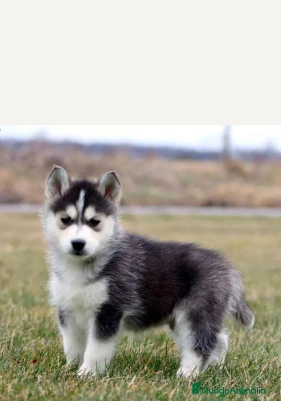Husky Siberiano perros en venta: ‼️‼️husky siberianos padres importados de rusia  - Anuncio 1