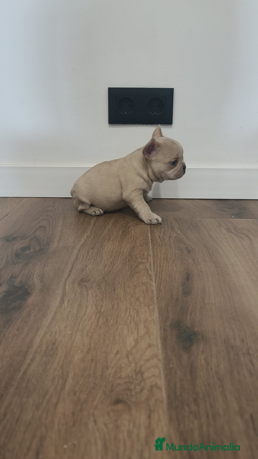 Bulldog Francés perros en venta: Bulldog Francés Macho ojos azules espectacular!!! - Imagen 5