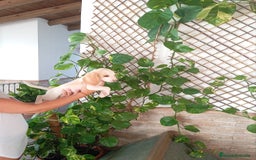 Beagle perros en venta: Beagle limon - Imagen 1