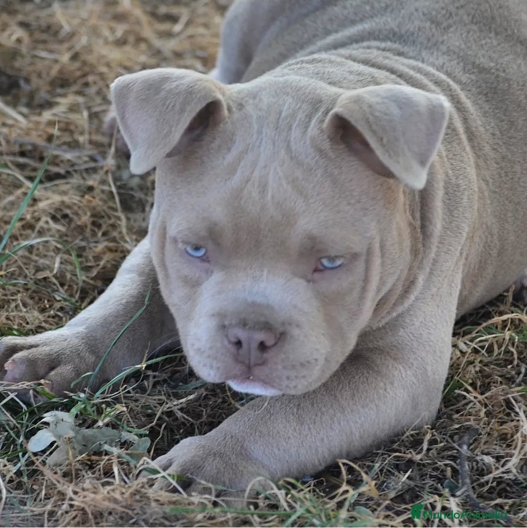 American Bully perros en venta: Camada de American Bully en Ourense - Imagen 5