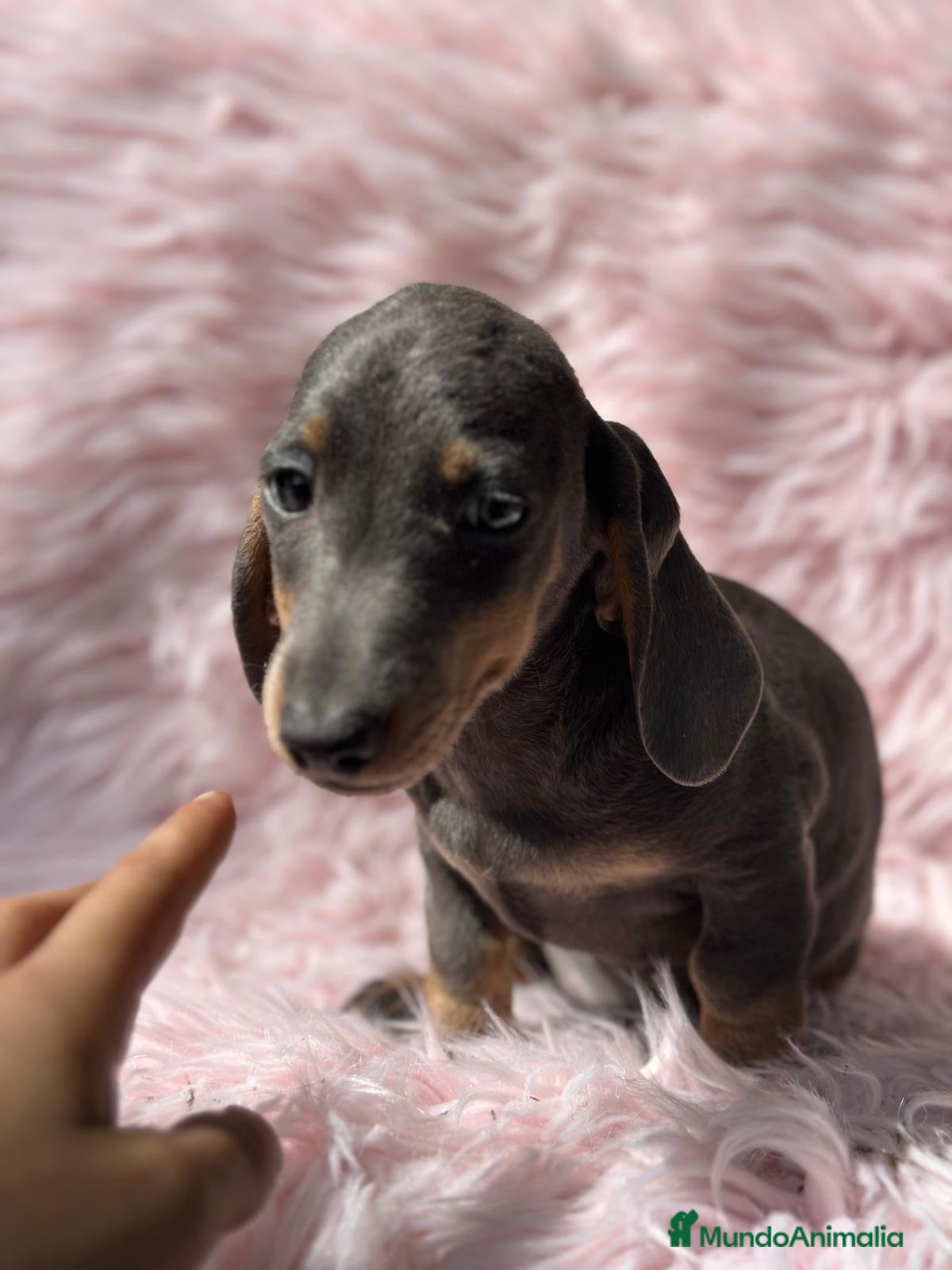 Teckel Miniatura perros Teckel Blue  - Anuncio 8