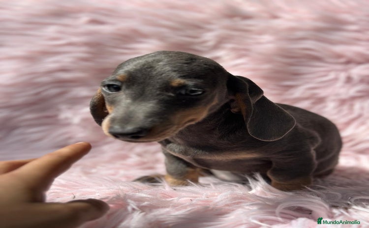 Teckel Miniatura perros - Anuncio 1