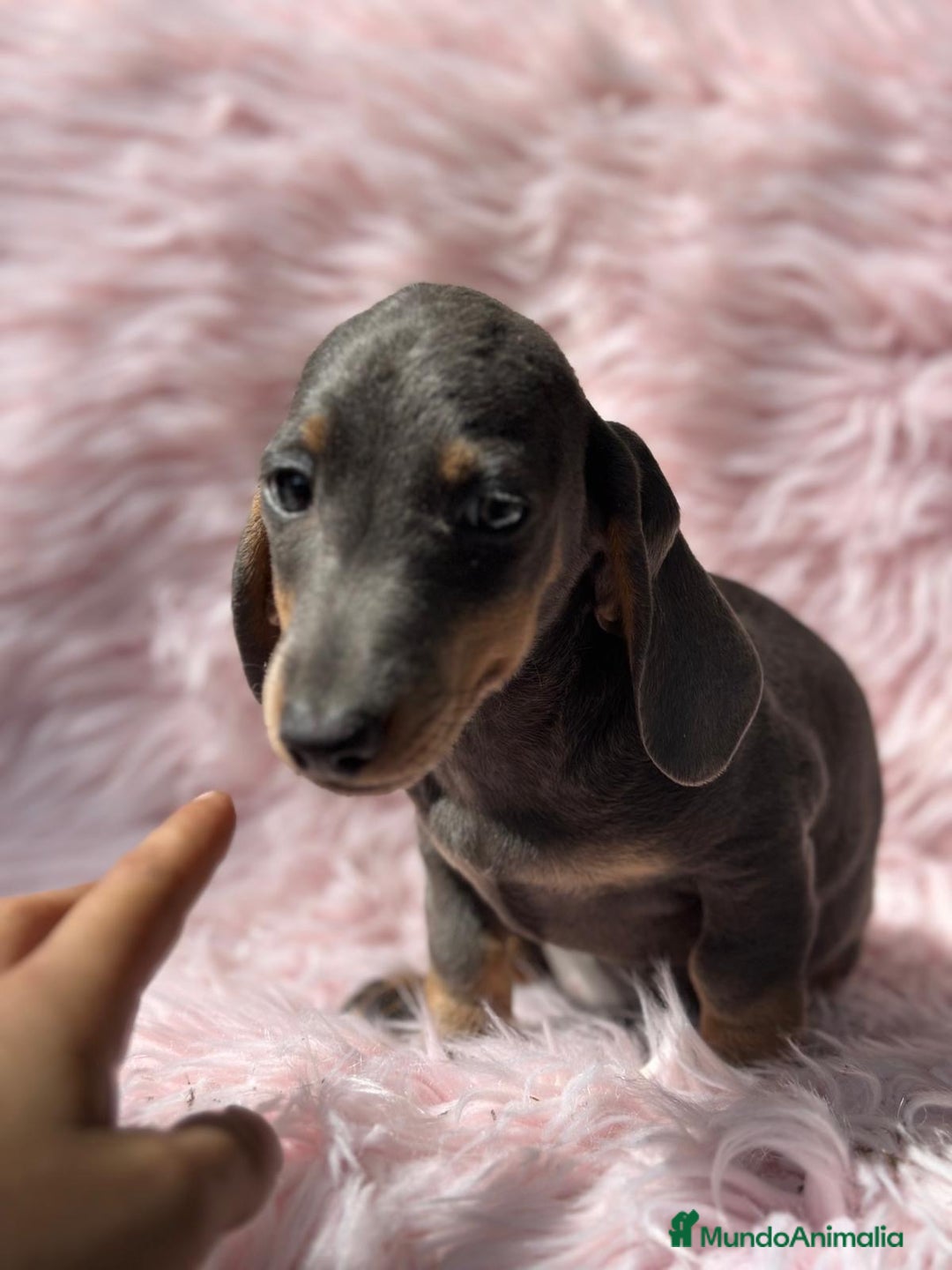 Teckel Miniatura perros en venta: Teckel Blue  - Imagen 1