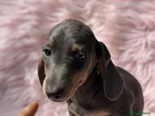 Teckel Miniatura perros Teckel Blue - Anuncio 8